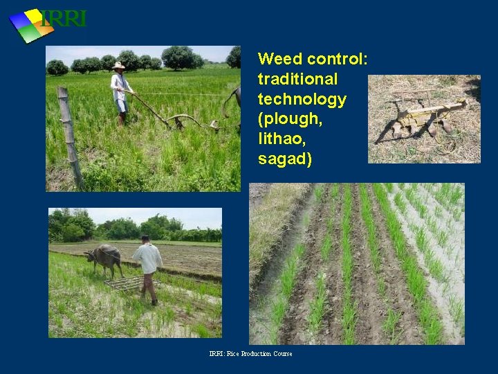 Weed control: traditional technology (plough, lithao, sagad) IRRI: Rice Production Course 