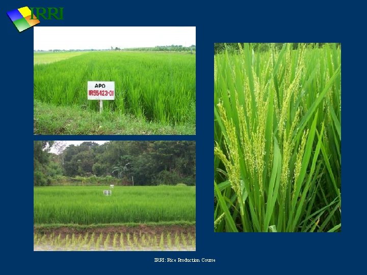 IRRI: Rice Production Course 