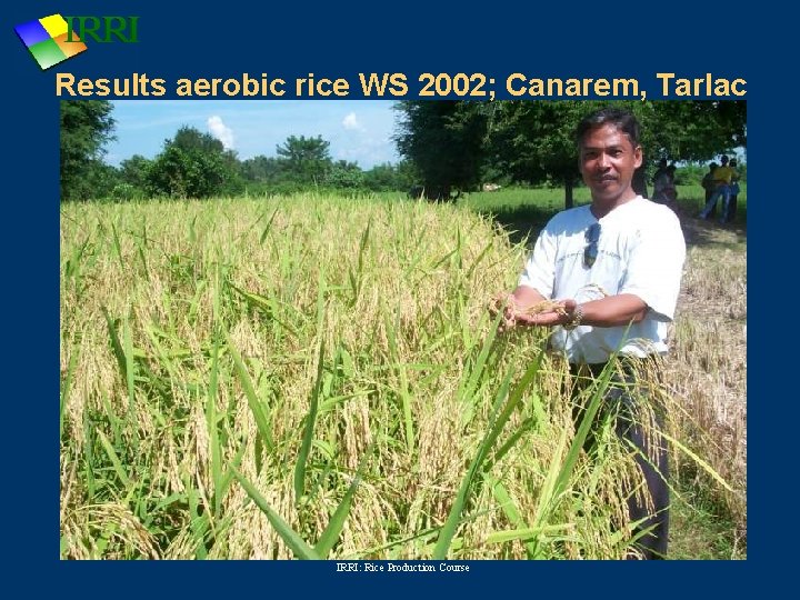 Results aerobic rice WS 2002; Canarem, Tarlac IRRI: Rice Production Course 