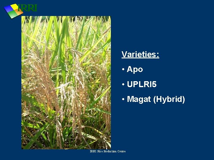 Varieties: • Apo • UPLRI 5 • Magat (Hybrid) IRRI: Rice Production Course 