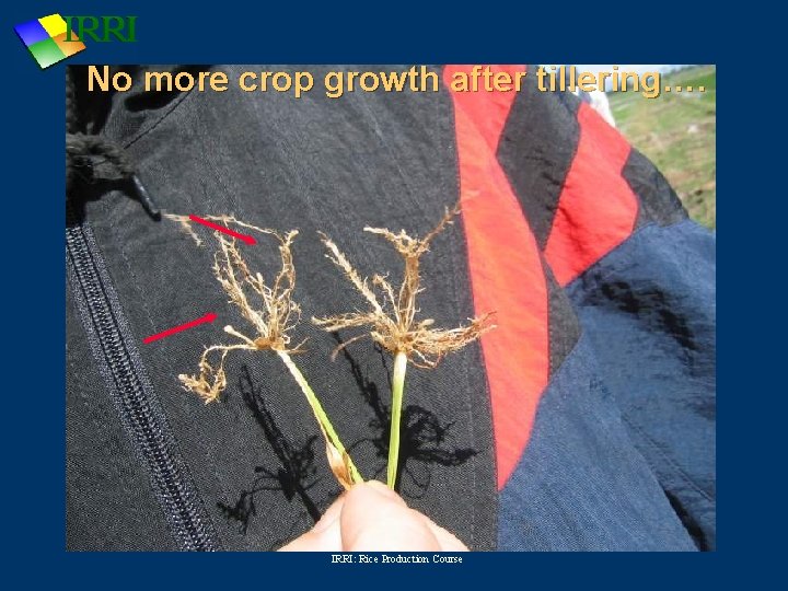 No more crop growth after tillering…. IRRI: Rice Production Course 