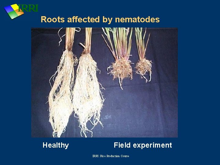 Roots affected by nematodes Healthy Field experiment IRRI: Rice Production Course 