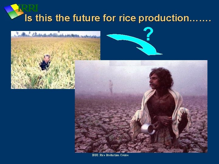 Is this the future for rice production……. ? IRRI: Rice Production Course 