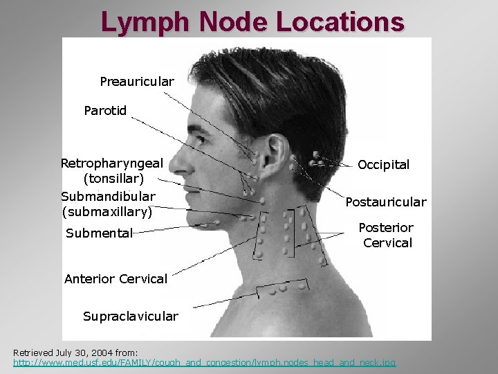 Lymph Node Locations Preauricular Parotid Retropharyngeal (tonsillar) Submandibular (submaxillary) Submental Occipital Postauricular Posterior Cervical