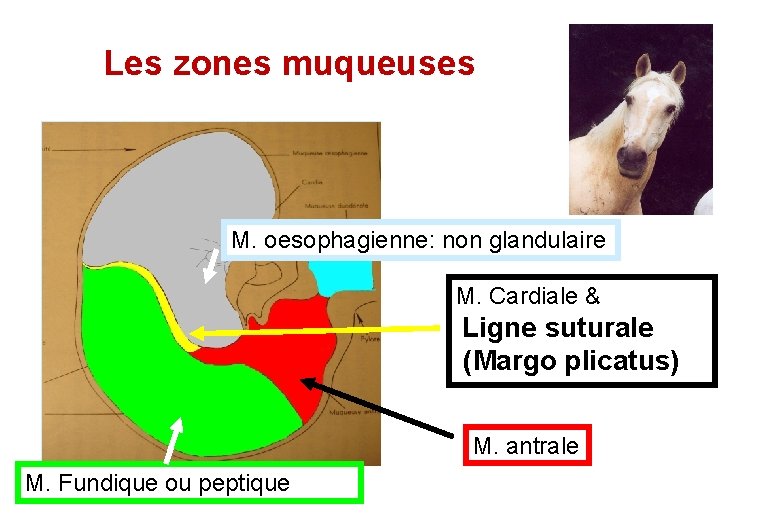 Les zones muqueuses M. oesophagienne: non glandulaire M. Cardiale & Ligne suturale (Margo plicatus)