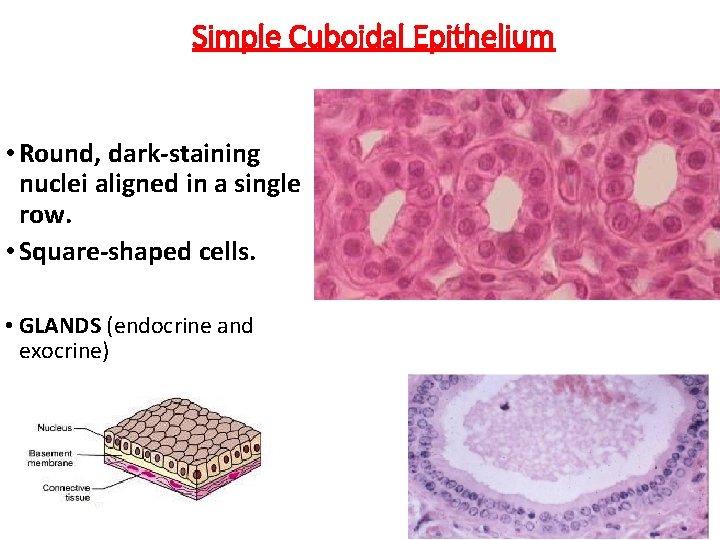 Simple Cuboidal Epithelium • Round, dark-staining nuclei aligned in a single row. • Square-shaped