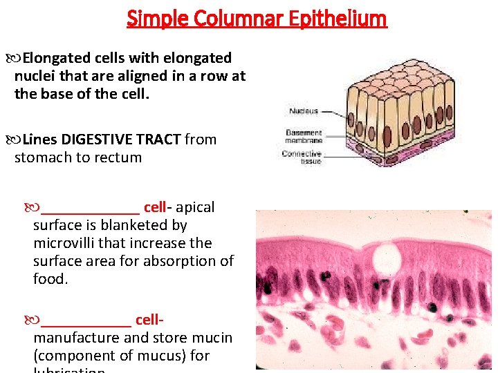 Simple Columnar Epithelium Elongated cells with elongated nuclei that are aligned in a row