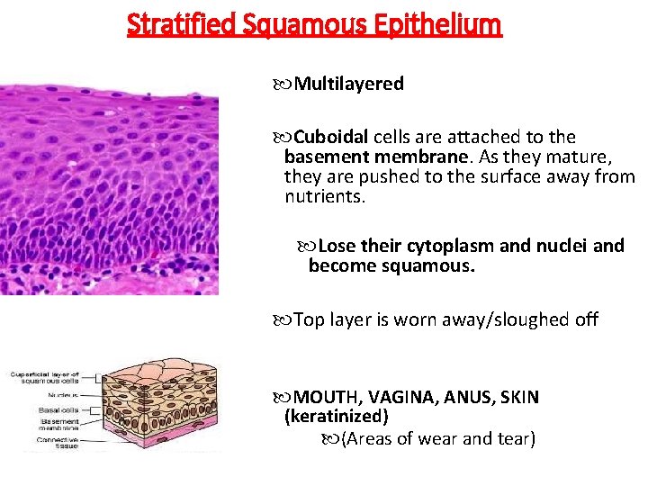 Stratified Squamous Epithelium Multilayered Cuboidal cells are attached to the basement membrane. As they