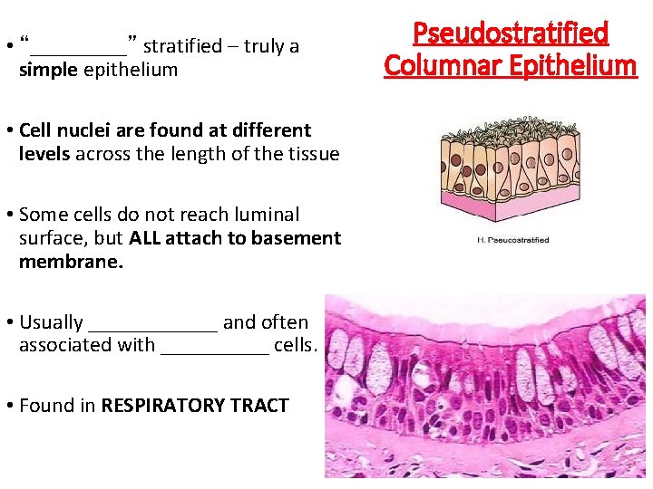  • “_____” stratified – truly a simple epithelium • Cell nuclei are found