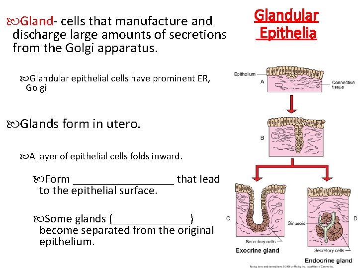  Gland- cells that manufacture and discharge large amounts of secretions from the Golgi