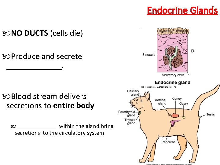 Endocrine Glands NO DUCTS (cells die) Produce and secrete _______. Blood stream delivers secretions