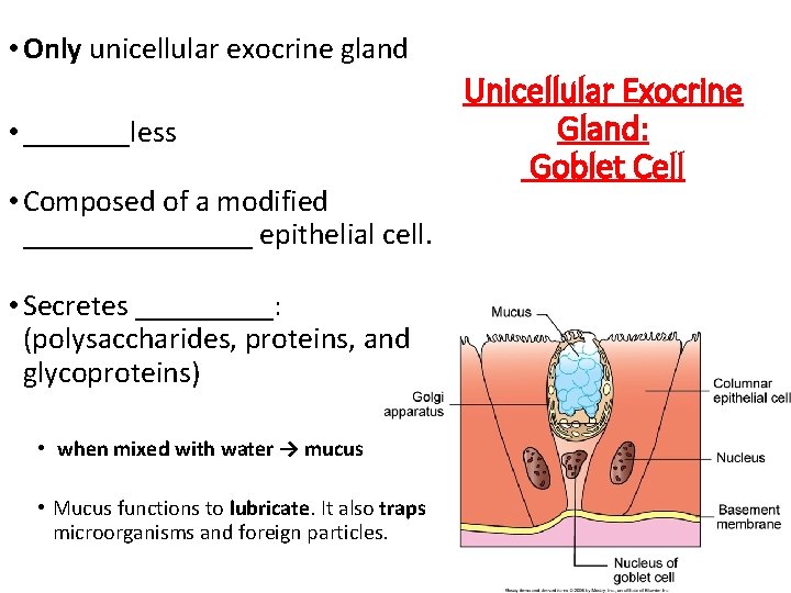  • Only unicellular exocrine gland • _______less • Composed of a modified ________