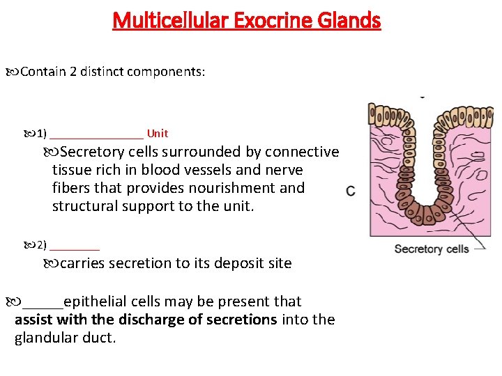 Multicellular Exocrine Glands Contain 2 distinct components: 1) ________ Unit Secretory cells surrounded by