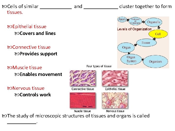  Cells of similar ______ and _______ cluster together to form tissues. Epithelial tissue