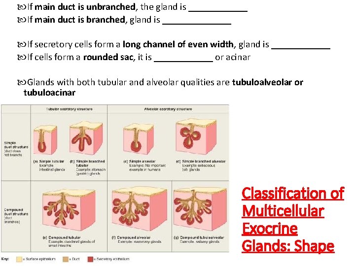  If main duct is unbranched, the gland is ______ If main duct is