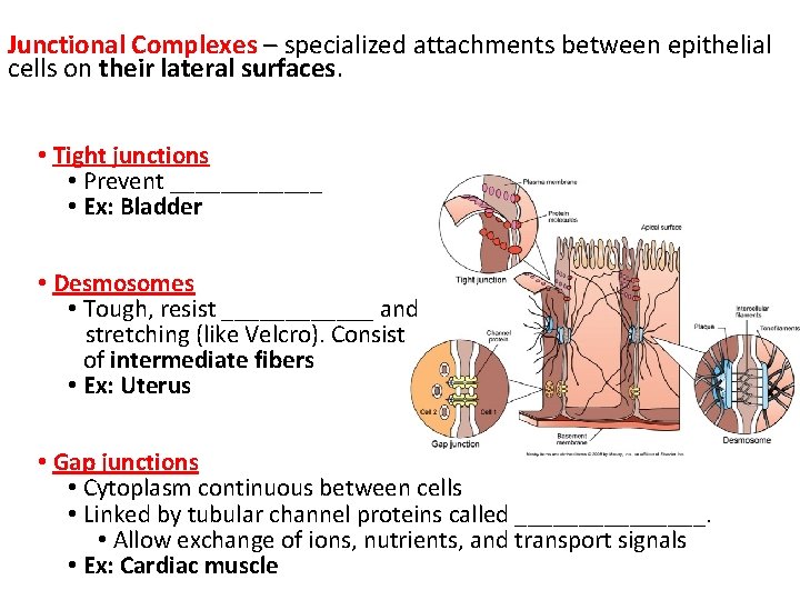 Junctional Complexes – specialized attachments between epithelial cells on their lateral surfaces. • Tight