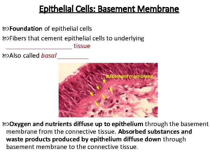 Epithelial Cells: Basement Membrane Foundation of epithelial cells Fibers that cement epithelial cells to