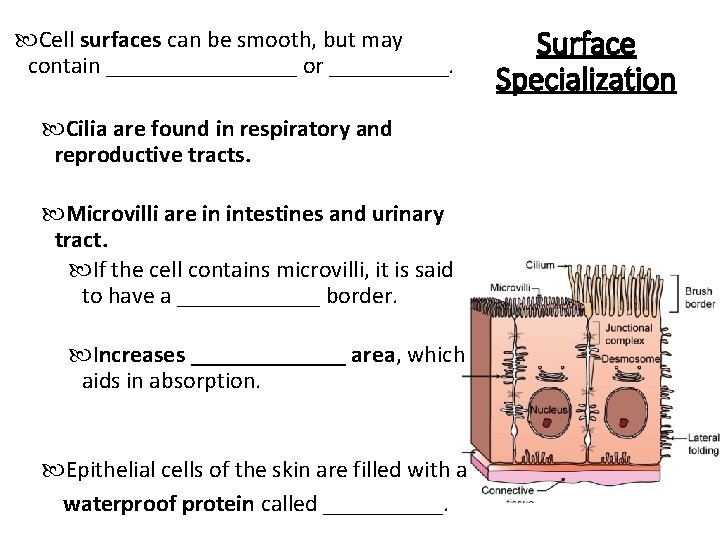  Cell surfaces can be smooth, but may contain ________ or _____. Cilia are