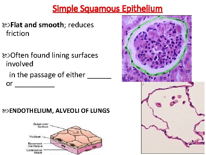 Simple Squamous Epithelium Flat and smooth; reduces friction Often found lining surfaces involved in