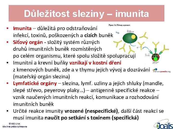 Důležitost sleziny – imunita • Imunita – důležitá pro odstraňování infekcí, toxinů, poškozených a