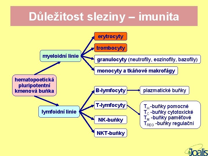 Důležitost sleziny – imunita erytrocyty trombocyty myeloidní linie granulocyty (neutrofily, eozinofily, bazofily) monocyty a