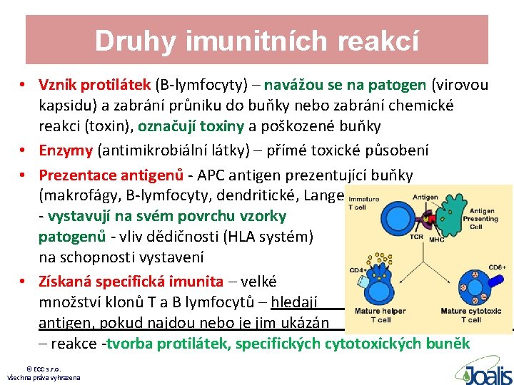 Druhy imunitních reakcí • Vznik protilátek (B-lymfocyty) – navážou se na patogen (virovou kapsidu)