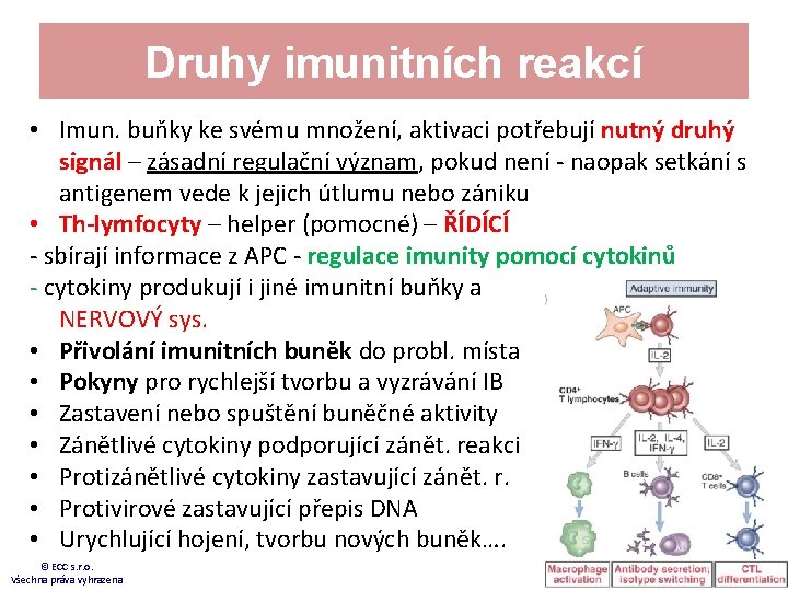 Druhy imunitních reakcí • Imun. buňky ke svému množení, aktivaci potřebují nutný druhý signál