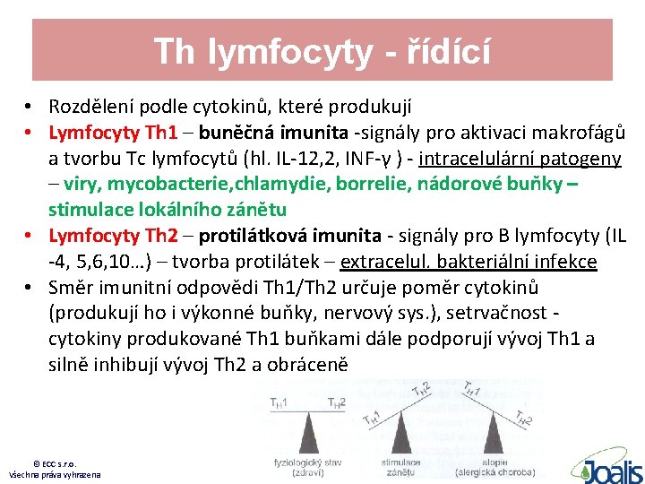 Th lymfocyty - řídící • Rozdělení podle cytokinů, které produkují • Lymfocyty Th 1