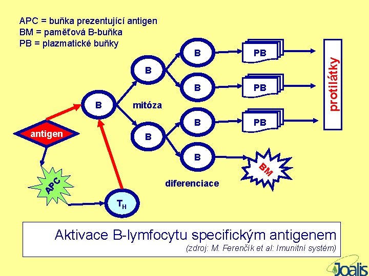 B PB B B mitóza antigen protilátky APC = buňka prezentující antigen BM =