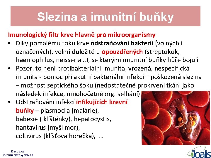 Slezina a imunitní buňky Imunologický filtr krve hlavně pro mikroorganismy • Díky pomalému toku