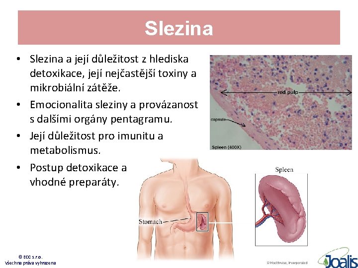 Slezina • Slezina a její důležitost z hlediska detoxikace, její nejčastější toxiny a mikrobiální