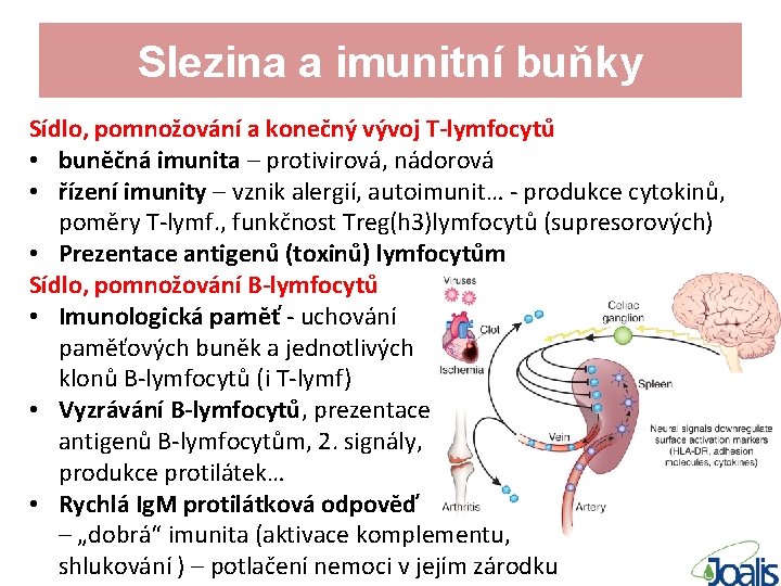 Slezina a imunitní buňky Sídlo, pomnožování a konečný vývoj T-lymfocytů • buněčná imunita –