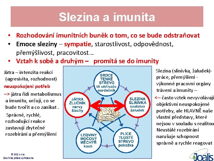 Slezina a imunita • Rozhodování imunitních buněk o tom, co se bude odstraňovat •
