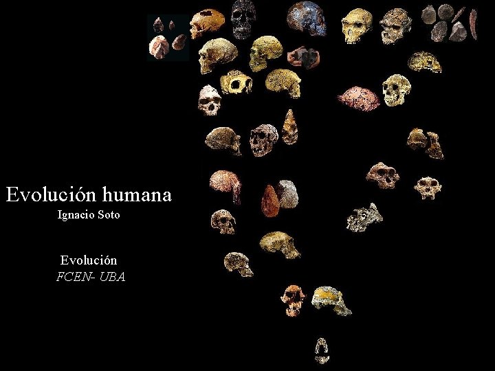 Evolución humana Ignacio Soto Evolución FCEN- UBA 