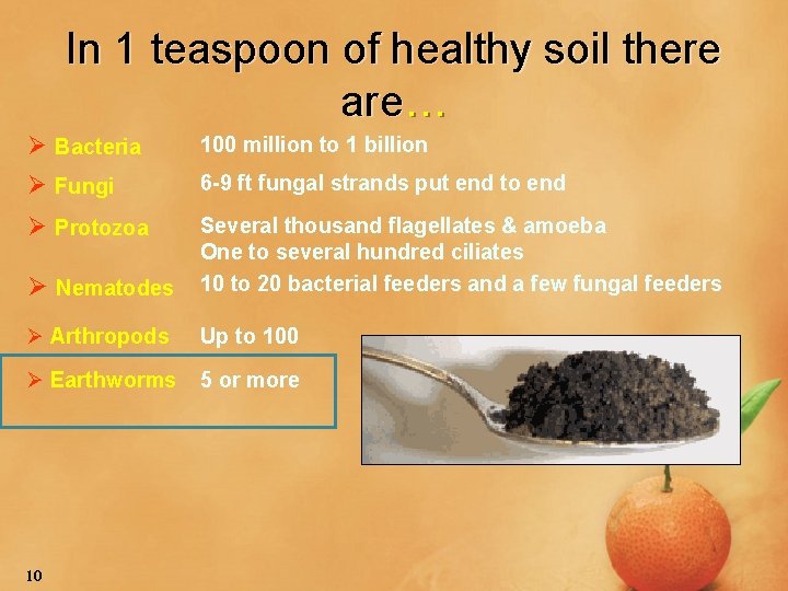 In 1 teaspoon of healthy soil there are… Ø Bacteria Ø Fungi 100 million
