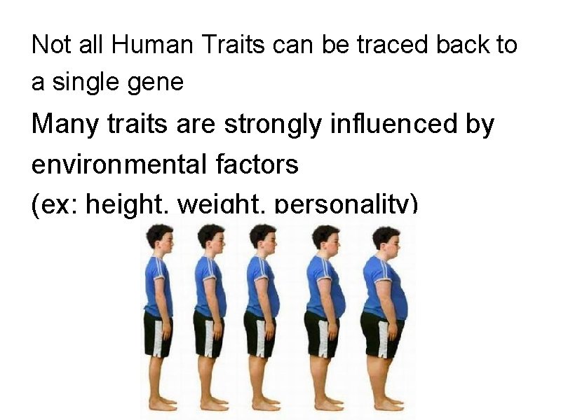 Not all Human Traits can be traced back to a single gene Many traits