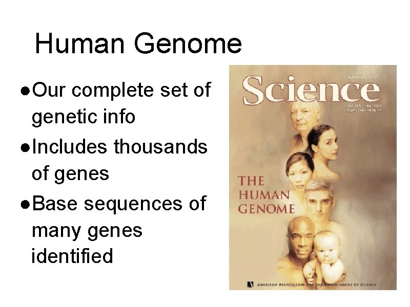 Human Genome ●Our complete set of genetic info ●Includes thousands of genes ●Base sequences