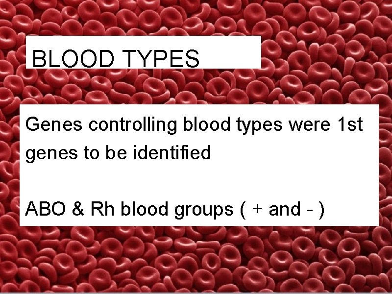 BLOOD TYPES Genes controlling blood types were 1 st genes to be identified ABO