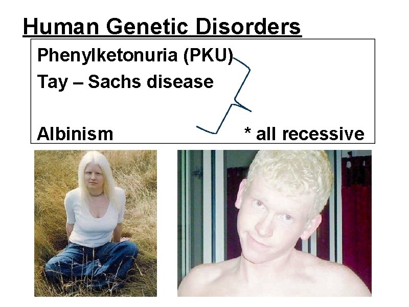 Human Genetic Disorders Phenylketonuria (PKU) Tay – Sachs disease Albinism * all recessive 