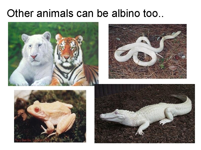 Other animals can be albino too. . 