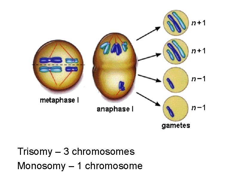 Trisomy – 3 chromosomes Monosomy – 1 chromosome 