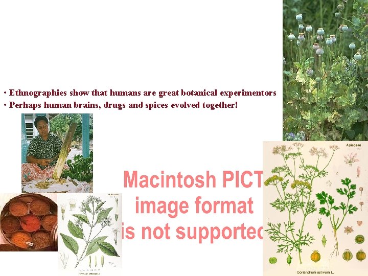  • Ethnographies show that humans are great botanical experimentors • Perhaps human brains,