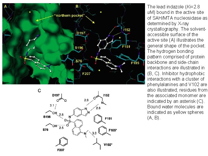 The lead indazole (Ki=2. 8 u. M) bound in the active site of SAH/MTA