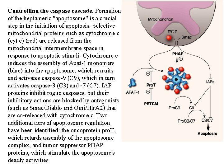 Controlling the caspase cascade. Formation of the heptameric "apoptosome" is a crucial step in