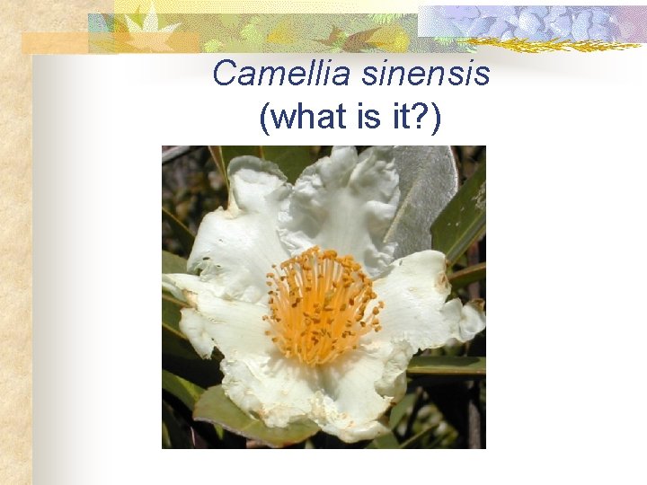 Camellia sinensis (what is it? ) 
