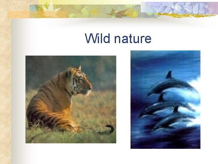 Wild nature 
