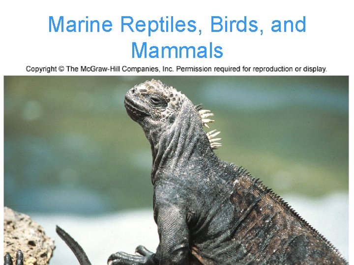 Marine Reptiles, Birds, and Mammals 