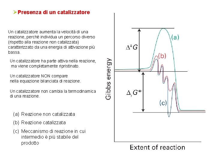 ØPresenza di un catalizzatore Un catalizzatore aumenta la velocità di una reazione, perché individua