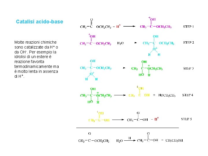 Catalisi acido-base Molte reazioni chimiche sono catalizzate da H+ o da OH-. Per esempio