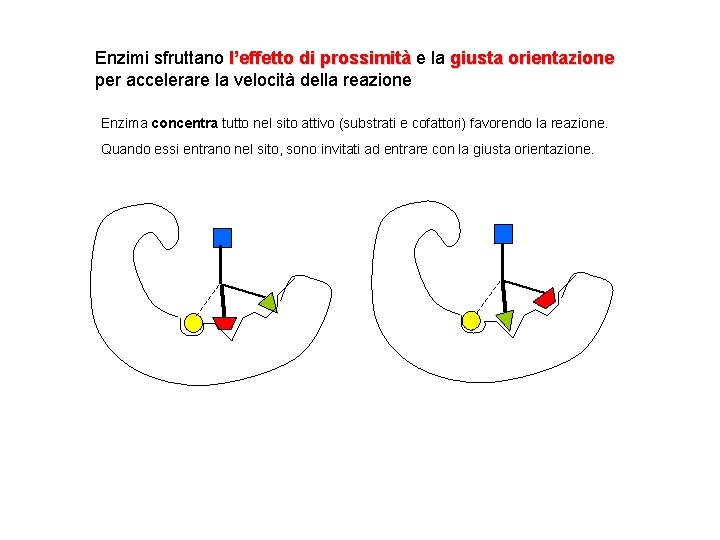 Enzimi sfruttano l’effetto di prossimità e la giusta orientazione per accelerare la velocità della